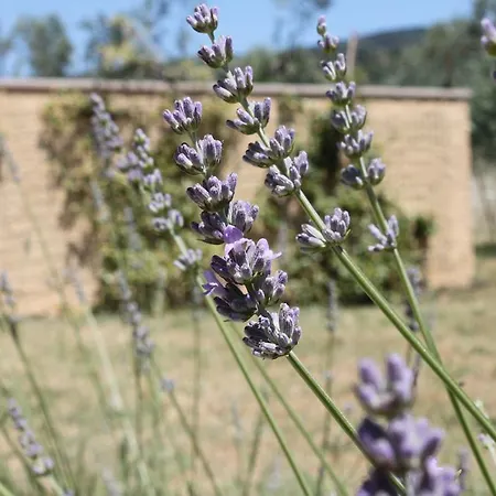 Il Piratello - Baldeschi * トゥオーロ・スル・トラジメーノ